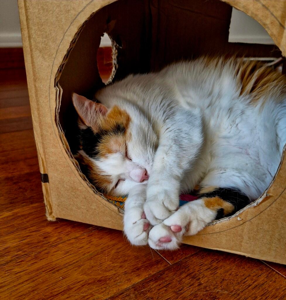 Le sommeil prend un place majeure dans la vue du chat