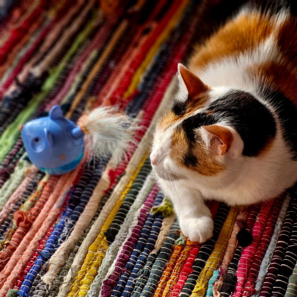 Un vieux chat peut aimer encore jouer