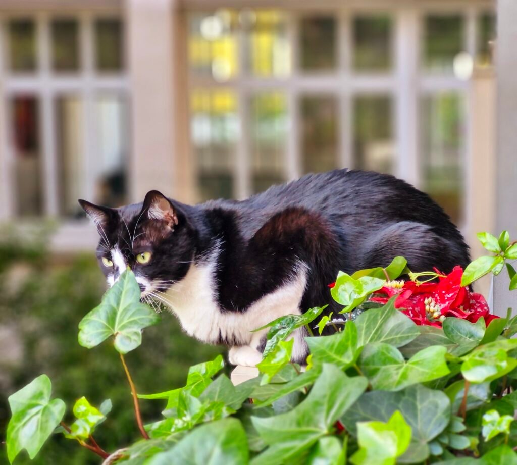 Adapter l'environnement du chat
