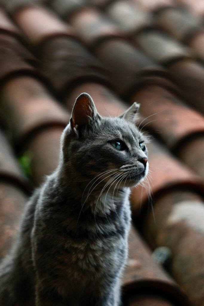Encourager le chat senior à manger
