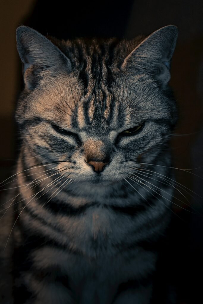 Avec le vieillissement, le territoire du chat se transforme