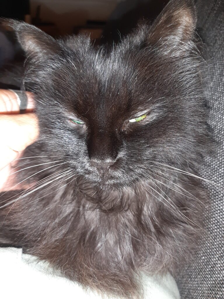 Le vieux chat a besoin d'un cadre stable