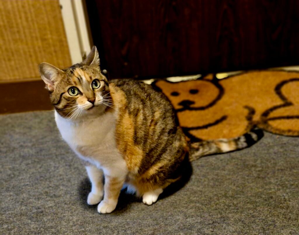 Un chat a besoin de sécurité