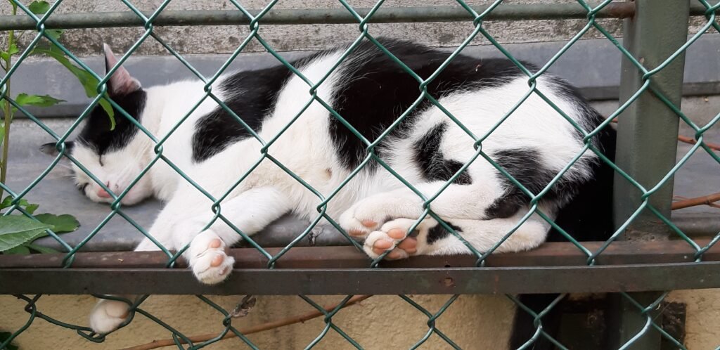 Un chat a besoin de tranquillité