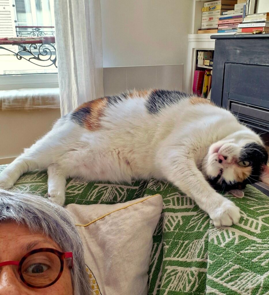 Le lien humain est un pilier du bien-être du chat