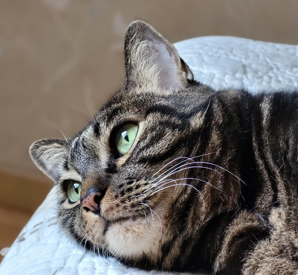 Le chat papy a besoin d'interactions douces