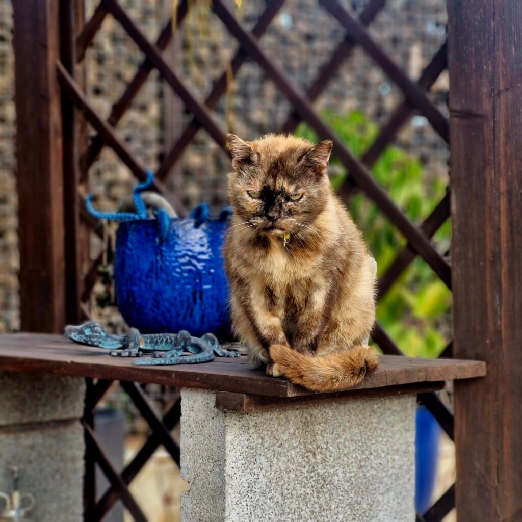 Chat sénior 25 ans, âge exceptionnel pour un chat