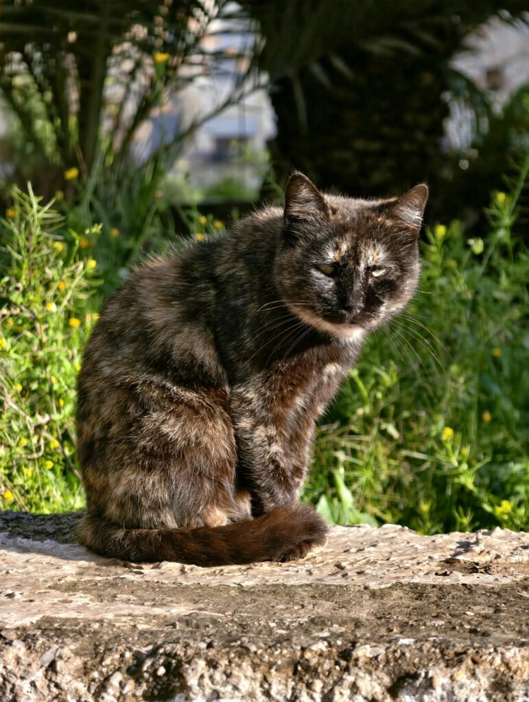 L'orientation du chat évolue avec l'âge