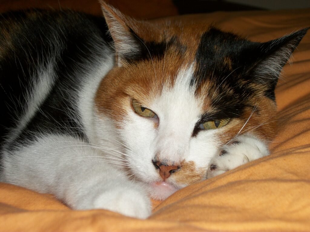 Un très vieux chat peut dormir jusqu'à 23 h par jour