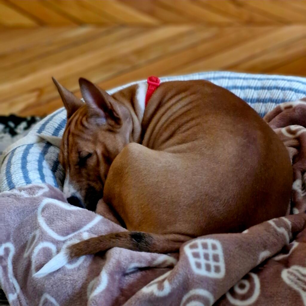 Chiot roulé en boule en train de dormir