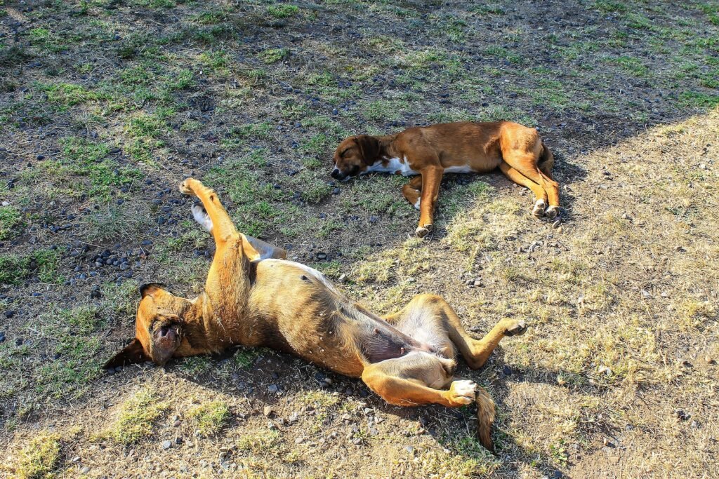 Chien sur le dos, pattes en l’air, endormi