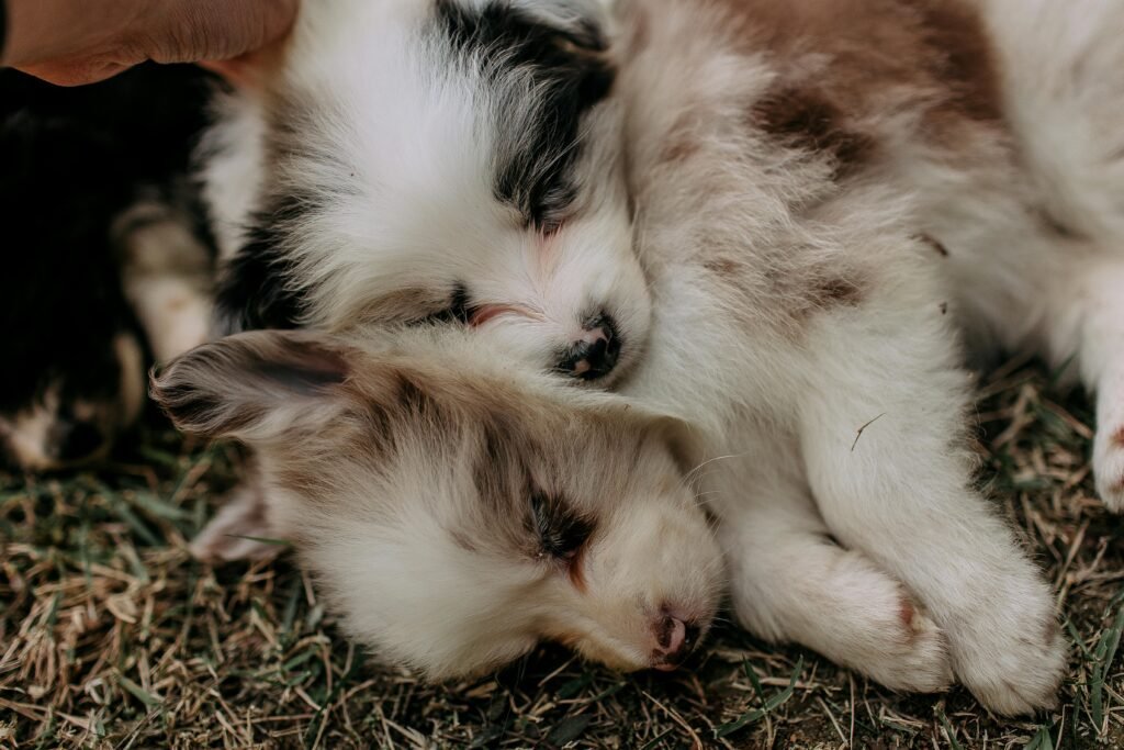chiots allongés sur le flanc, yeux fermés