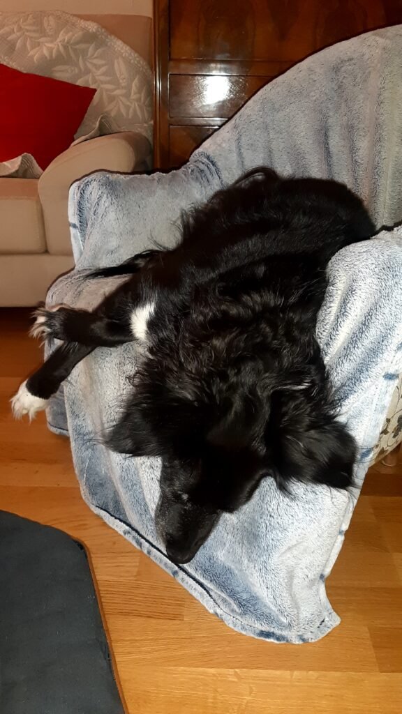 Chien qui dort profondément