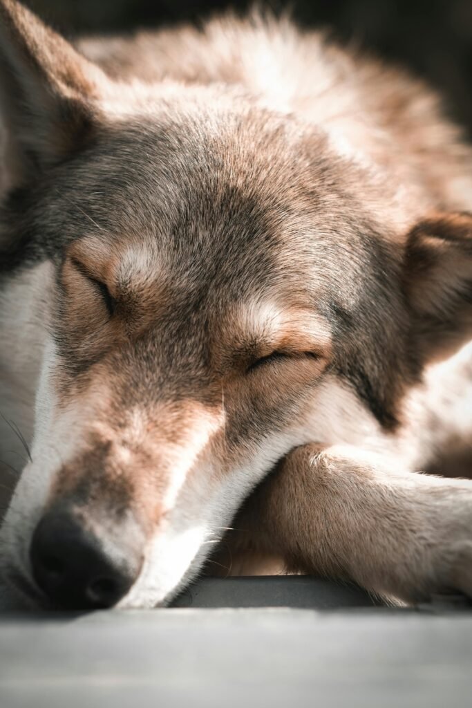 chien avec museau posé sur ses pattes en dormant