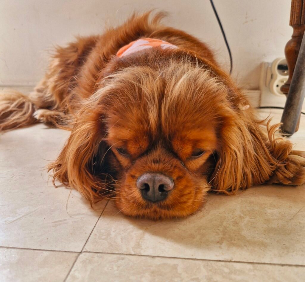 Chien en sommeil paisible
