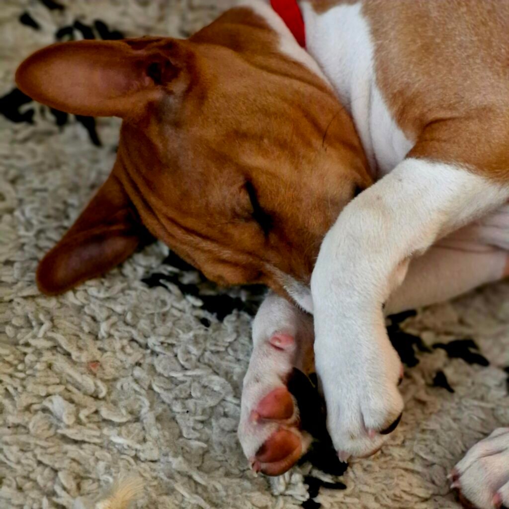 Chiot qui fait la sieste
