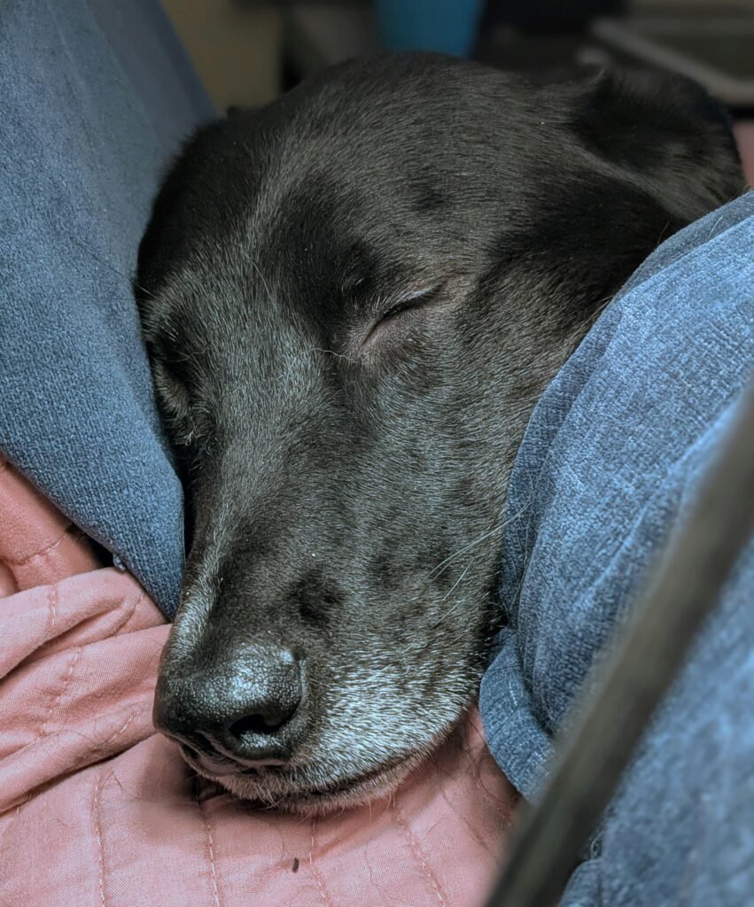 Chien qui se repose calmement