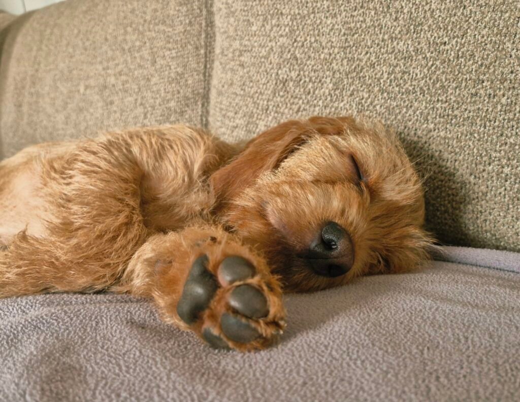 Chiot en sommeil réparateur