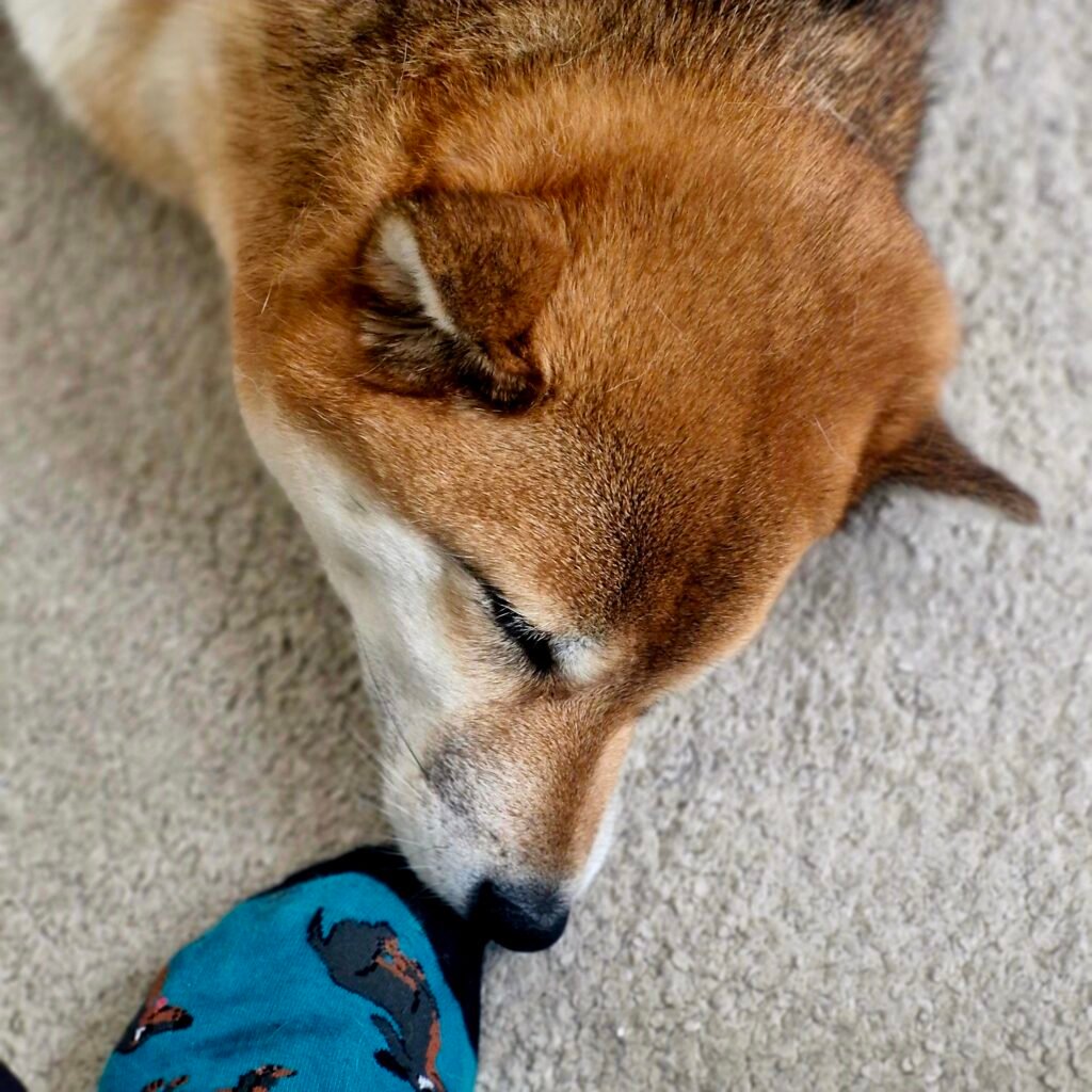 chien qui dort sur un tapis moelleux