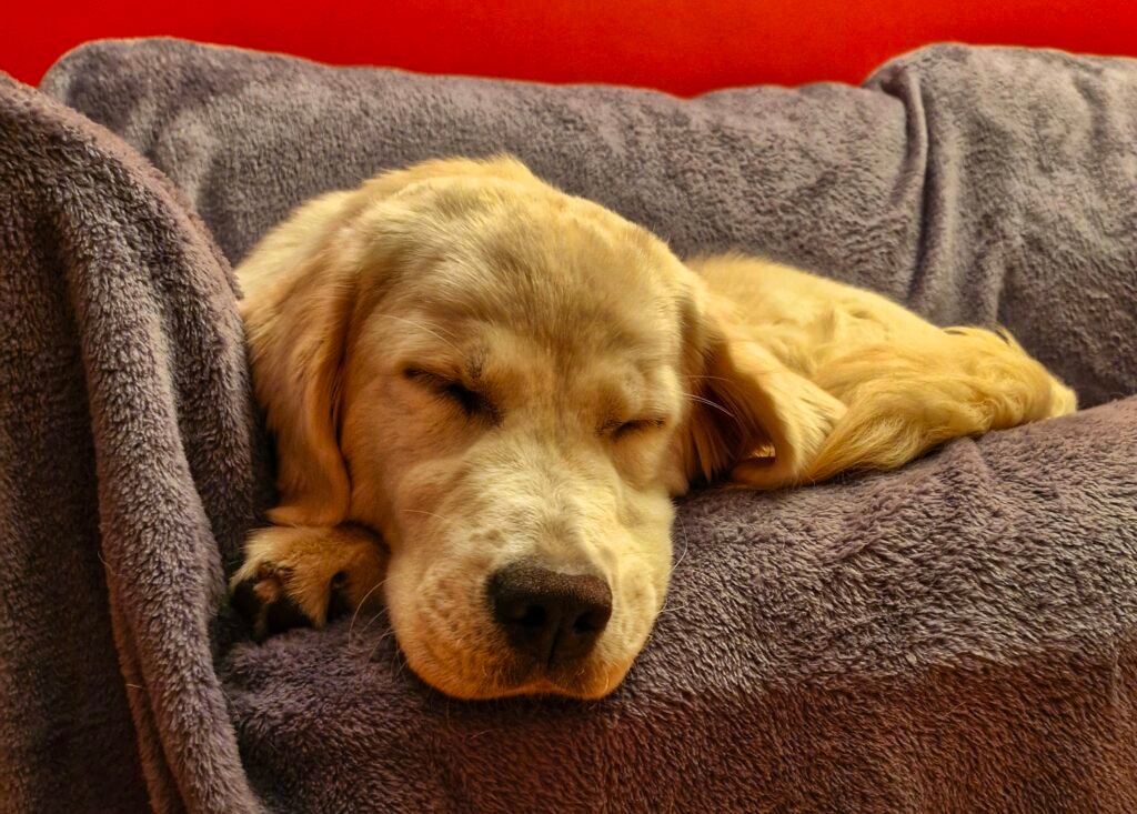 chien endormi dans un environnement calme