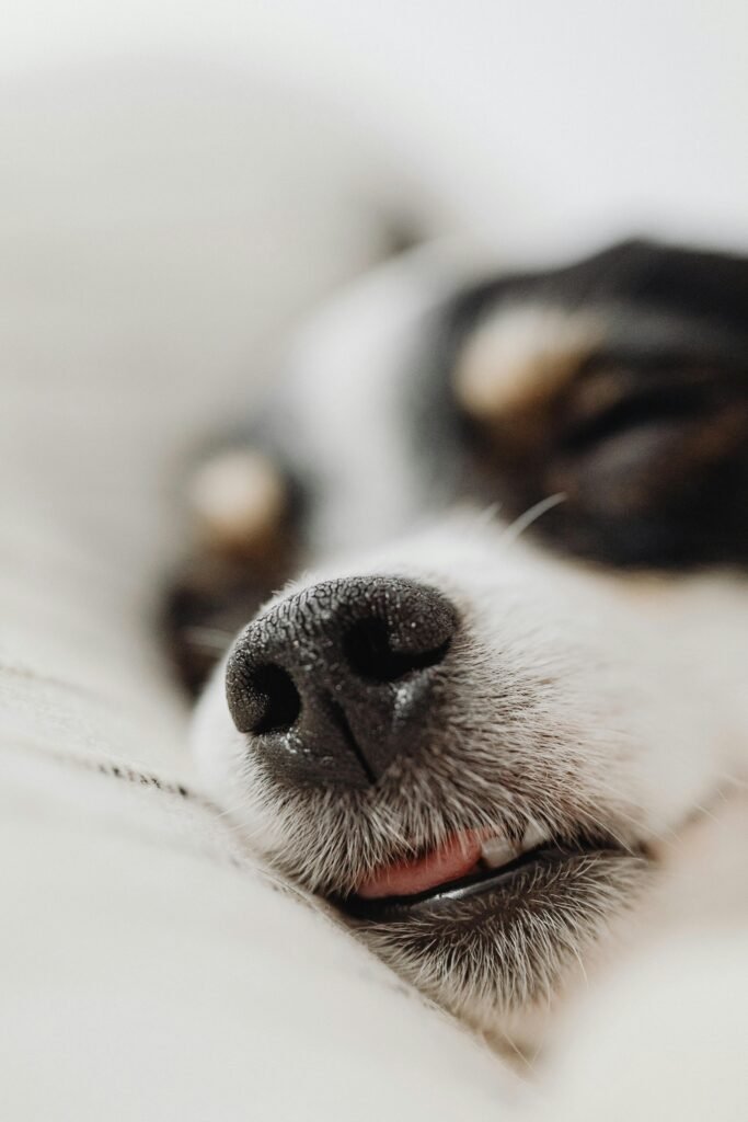 Le sommeil du chien