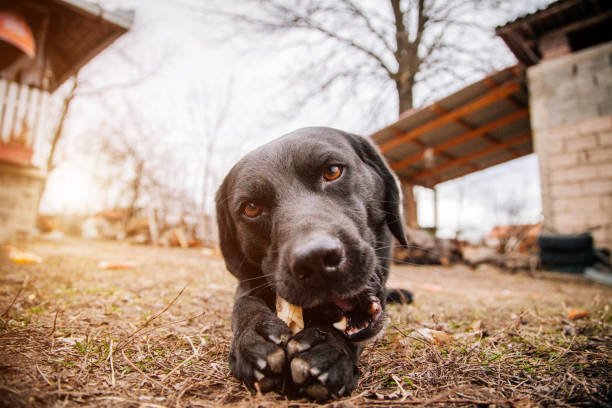 La mastication : une activité essentielle au bien-être du chien
