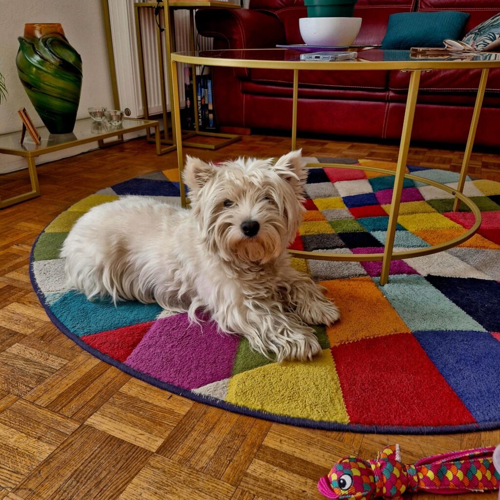 Bien-être du chien au quotidien