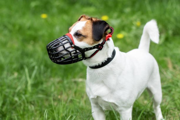 Muselière et chien agressif