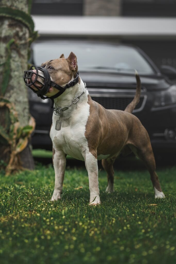 la muselière et le chien catégorisé
