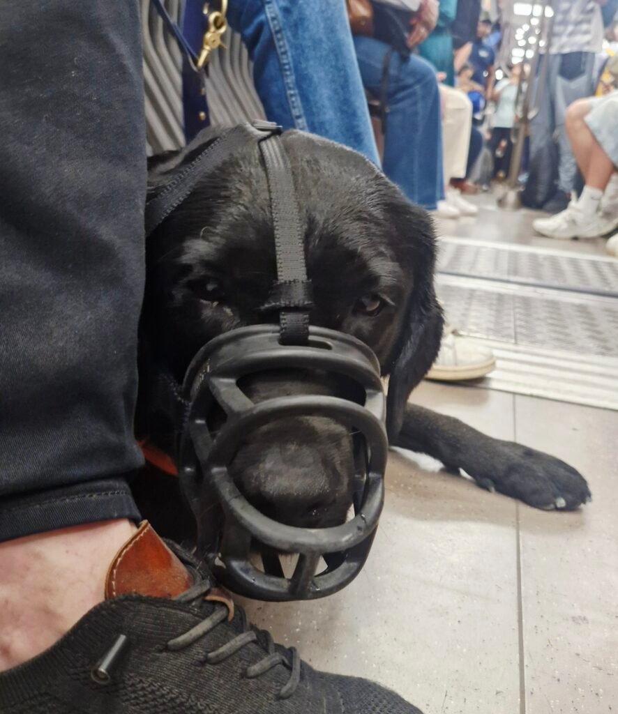 muselière dans le métro